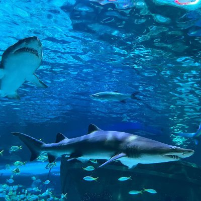 Underwater Explorer. Explore the marine worl. Explore different cities and cultures