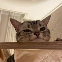 훙냥냥 (@catnip_yum) 's Twitter Profile