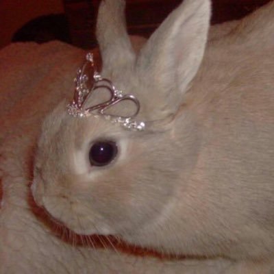 ssocunt's profile picture. ^ྀི