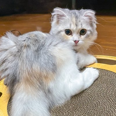 JIN(=ﾟωﾟ)ﾉさんのプロフィール画像