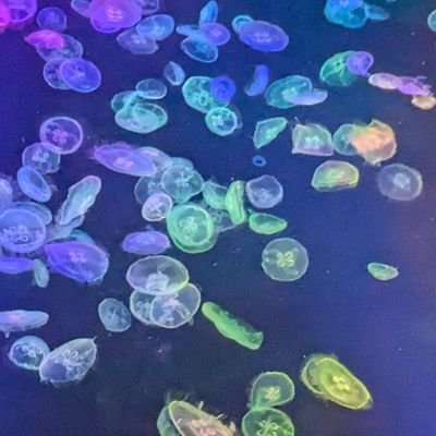 naenaeno_satoe's profile picture. tmu化学科 overdrive 1年

みんはやのアカウント名は うに〜 です。ちなみにウニは食べたことありません。