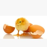 🐣🐣🐣 (@saber_oueslati) 's Twitter Profile