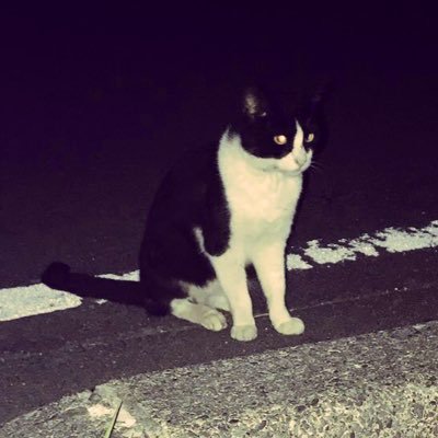 kuro_neko_lv's profile picture. 誰かに刺さればそれでいい/健全こそ不健全/水面下で