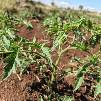 GakuruSimon's profile picture. Freedom fighter. Fight till the end