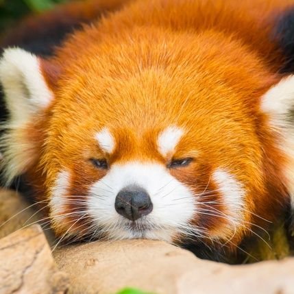 SillyOldBrown's profile picture. ยายเมิฟเมิฟ ยายทวดเอนี่