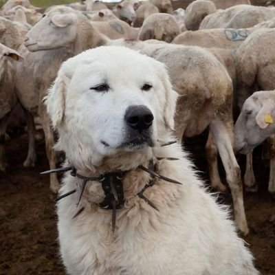 P1c1x's profile picture. I hold back, sometimes I won't