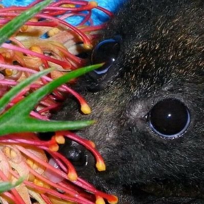 dgit4l_bat's profile picture. 19 / proshit dni  / 🇧🇷 / yume https://t.co/thmg2jEyrZ