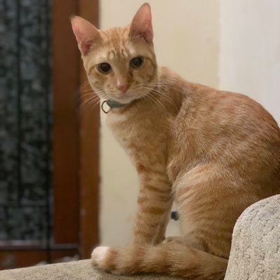 apungpungg's profile picture. 