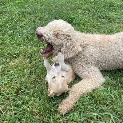 ElephantBurner's profile picture. I’m a dog coin that doesn’t care about your other dog coins. I’m taking over the meme coin space with reckless abandon.