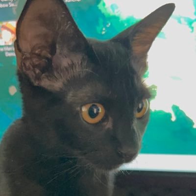 Youtuber de MMO y más cosas: https://t.co/HeaMtPbIqg oct0vertwitch@gmail.com