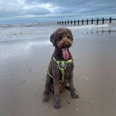 Chrissy21001638's profile picture. I’ll fight until we’re out of this WEF hellhole. no wars, pronouns or illegal immigrants and definitely no DM’s.