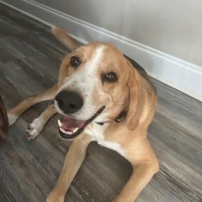 how do i get out of here?
*** first, there was Louie (8/10 - 8/19) ***