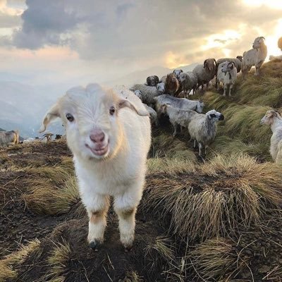 Emekamustshin's profile picture. 