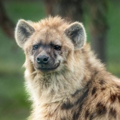 alecboaz's profile picture. American Jew. Leftist. Zoomer supremacist. Liblob for life. Hyena apologist. haikumaxer