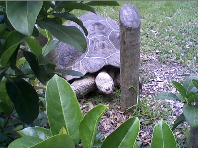 andrewturtle's profile picture. 
