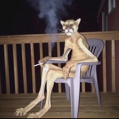 yokoadimdegil's profile picture.