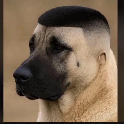 ardaances99's profile picture.