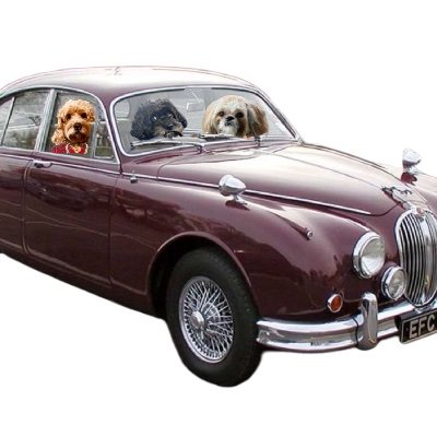 Majors Pele 🐶Goldie🐶 Captain Huggy #theZombieSquad no dms