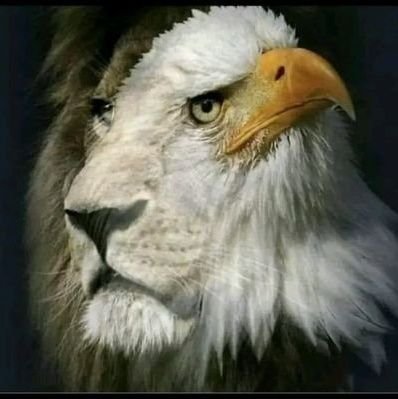 Super_patriot1's profile picture. Anti-communist American Dad, Husband and Veteran striving for honesty, pragmatism & sports.🇺🇸🇺🇸🇺🇸