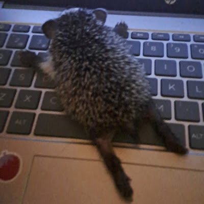 Charlietrops's profile picture. 🏳️‍⚧️✨❤️‍🩹💀