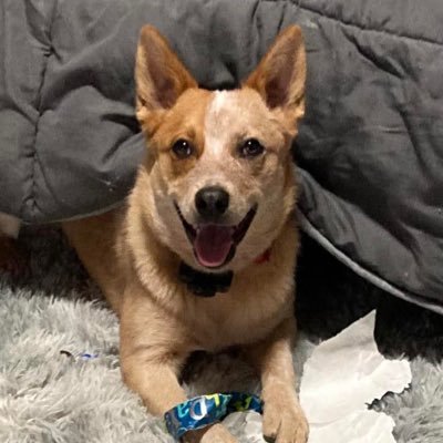 Raindog765027's profile picture. 