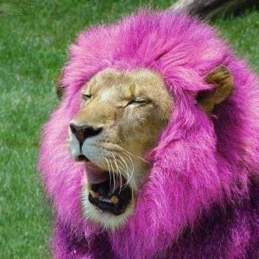 madremiabajale's profile picture. aquela música da beyonce