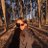 sumiidea's profile image