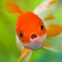 Hi