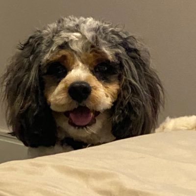 moedeol's profile picture. franchises