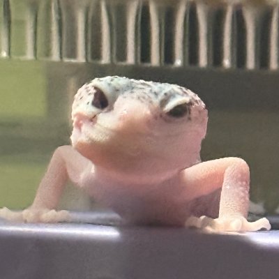Geckoさんのプロフィール画像