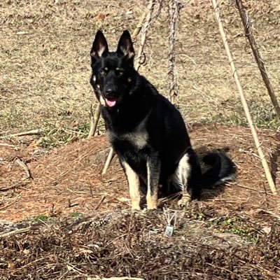 Erv1776's profile picture. 1608 Jamestown. 1620 Mayflower. Father and sons in Revolutionary War. Founding stock in Mass, VT, NH, VA, NC, MI, KY, TN, Quebec
https://t.co/Ab1G6wXz5A