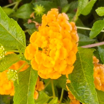 big_yaan's profile picture. Adventurer at heart 🌍 | Coffee addict ☕ | Curious soul 📚 | Football ⚽| MUFC