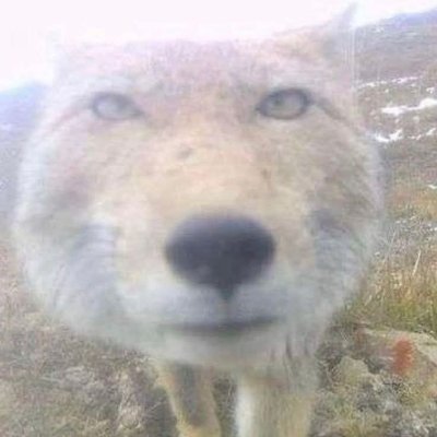 vibeslytics's profile picture. Thinking thoughts