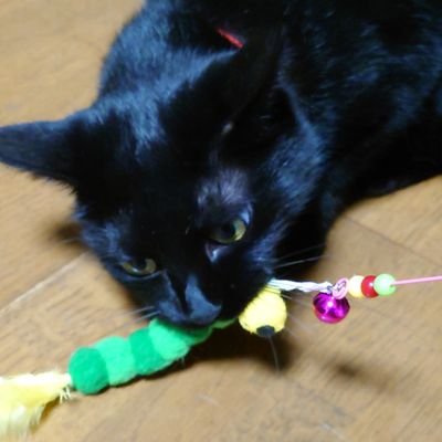 かぼすさんのプロフィール画像