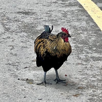 aruna_Np's profile picture. 25.9/18〜web制作勉強記録🔥 海外から発信中✈️ 時差あり