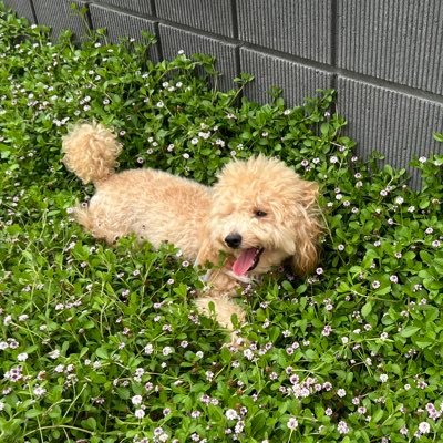 YouTubeチャンネル「トイプードルのおいもっち」を運営しているお父ちゃんと申します🐶トイプードル、おいも、2歳。毎日が運動会。犬好きの方繋がりましょう😊YouTubeのチャンネル登録もお願いします🙇♀️