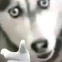 Husky Pointing U (@huskypointingu) 's Twitter Profile Photo Husky Pointing U (@huskypointingu) 's Twitter Profile Photo
