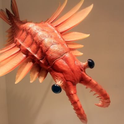 i am the humble anomalocaris
i live in the attic area with all of my friends that don't like me very much