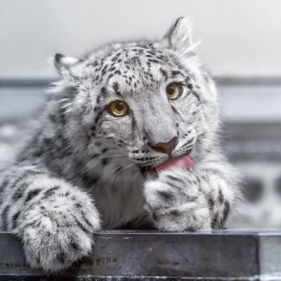 Norsecattt's profile picture. Snow leopards are pretty cool