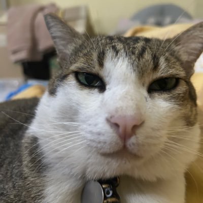 Timemachin442's profile picture. ทาสรักฝ้ายพีรญา 🌻💛  #FayePeraya