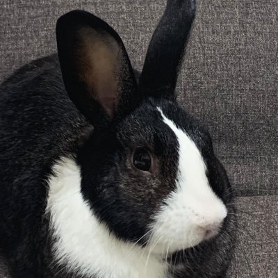 GsxvP's profile picture. 