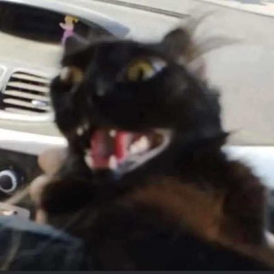 LOSER_TAM's profile picture. 🇲🇽 /SHE/INTP/TEA