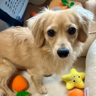 1歳のチワックス♂5kg🐶2023年10月22日生まれ。成長記録として写真を載せるよ📷 #うどん成長記録 🙋♀️飼い主@mitan_mitarashi ☀️動物写真投稿がメインの方フォローしてます