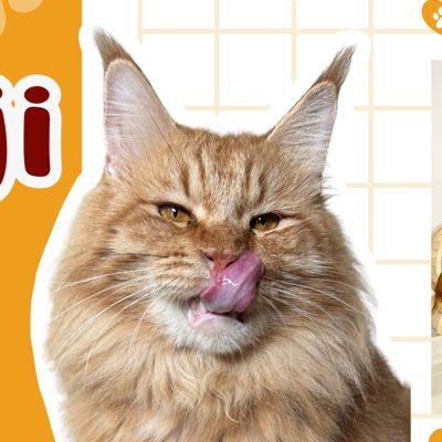 ーJasa Grooming Kucing dan Penitipan kucing area JABODEBEKー Jika berminat silahkan Mention/DM 💜 Buka jasa grooming setiap hari 😼
OT7