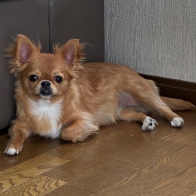 lilia_0225's profile picture. 推し⇒黒瀬メアちゃん🍭推し⇒ユウさん🐺🌙