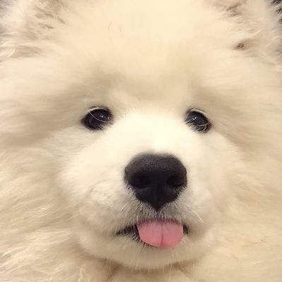Annietyqn's profile picture. @playrust 🙃🎮🐾