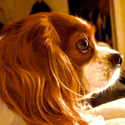 kawaiinuchuchu's profile picture. 犬座のあなたにぴったりなのは　英国生まれの気品漂う　キャバリア・キング・チャールズ・スパニエル