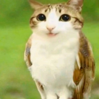 _phutris's profile picture. i like kittens and horses | 
if i follow someone bad tell me instead of being weird