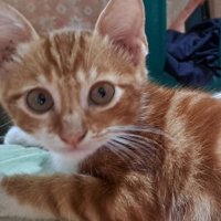 Hai Pejuang (@okeiidehh) 's Twitter Profile