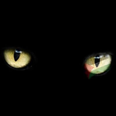 _gatob's profile picture. Ya no soy un gato, sino una criatura biodesagradable. Hecho de menos. Y nada derecho...